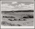 Haying in the Yampa River Valley, Colorado.