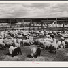 Sheep raised by Edmund Crawford in pens before loading and shipping in freight cars. Craig, Colorado.