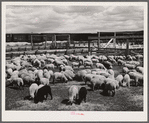 Sheep raised by Edmund Crawford in pens before loading and shipping in freight cars. Craig, Colorado.
