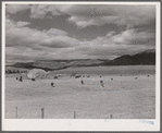 Ranch in the Yampa River Valley, Colorado.