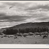 Dairy cattle in the Yampa River Valley, Colorado.