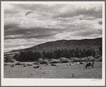 Dairy cattle in the Yampa River Valley, Colorado.