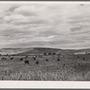Yampa River Valley, Colorado. Fattening Hereford beef cattle.