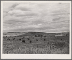Yampa River Valley, Colorado. Fattening Hereford beef cattle.