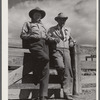 "Doc" Conway, rancher from Craig, Colorado, talking to Beckman, commission merchant from Denver stockyards, by livestock pens in Craig, Colorado.