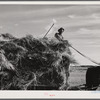 Helper on wagonload of wheat to be threshed on Beerman's ranch at Emblem, Wyoming. He has about 150 acres in all (quarter section), about forty-three in wheat; the rest in oats, beans, and alfalfa. This year they are getting between fifty-five and sixty