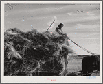 Helper on wagonload of wheat to be threshed on Beerman's ranch at Emblem, Wyoming. He has about 150 acres in all (quarter section), about forty-three in wheat; the rest in oats, beans, and alfalfa. This year they are getting between fifty-five and sixty