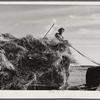 Helper on wagonload of wheat to be threshed on Beerman's ranch at Emblem, Wyoming. He has about 150 acres in all (quarter section), about forty-three in wheat; the rest in oats, beans, and alfalfa. This year they are getting between fifty-five and sixty