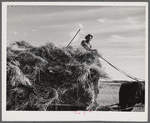 Helper on wagonload of wheat to be threshed on Beerman's ranch at Emblem, Wyoming. He has about 150 acres in all (quarter section), about forty-three in wheat; the rest in oats, beans, and alfalfa. This year they are getting between fifty-five and sixty