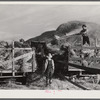 Helper on wagonload of wheat to be threshed on Beerman's ranch at Emblem, Wyoming. He has about 150 acres in all (quarter section), about forty-three in wheat; the rest in oats, beans, and alfalfa. This year they are getting between fifty-five and sixty