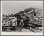 Helper on wagonload of wheat to be threshed on Beerman's ranch at Emblem, Wyoming. He has about 150 acres in all (quarter section), about forty-three in wheat; the rest in oats, beans, and alfalfa. This year they are getting between fifty-five and sixty