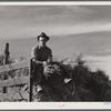Helper on wagonload of wheat to be threshed on Beerman's ranch at Emblem, Wyoming. He has about 150 acres in all (quarter section), about forty-three in wheat; the rest in oats, beans, and alfalfa. This year they are getting between fifty-five and sixty