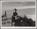 Helper on wagonload of wheat to be threshed on Beerman's ranch at Emblem, Wyoming. He has about 150 acres in all (quarter section), about forty-three in wheat; the rest in oats, beans, and alfalfa. This year they are getting between fifty-five and sixty