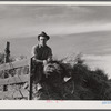 Helper on wagonload of wheat to be threshed on Beerman's ranch at Emblem, Wyoming. He has about 150 acres in all (quarter section), about forty-three in wheat; the rest in oats, beans, and alfalfa. This year they are getting between fifty-five and sixty