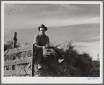 Helper on wagonload of wheat to be threshed on Beerman's ranch at Emblem, Wyoming. He has about 150 acres in all (quarter section), about forty-three in wheat; the rest in oats, beans, and alfalfa. This year they are getting between fifty-five and sixty