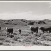 Hereford range cattle and bull. Near Sheridan, Wyoming.