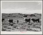 Hereford range cattle and bull. Near Sheridan, Wyoming.