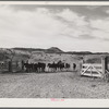 Horses being wrangled and brought to corral early in the morning. Brewster-Arnold Ranch, Quarter Circle U. Birney, Montana.