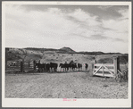 Horses being wrangled and brought to corral early in the morning. Brewster-Arnold Ranch, Quarter Circle U. Birney, Montana.