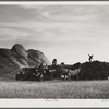 Threshing wheat on Beerman's ranch at Emblem, Wyoming. He has about 160 acres (quarter section), about forty-three in wheat, the rest in oats, beans, and alfalfa. This year he is getting between fifty-five and sixty bushels per acre, whereas ordinarily he