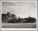 Threshing wheat on Beerman's ranch at Emblem, Wyoming. He has about 160 acres (quarter section), about forty-three in wheat, the rest in oats, beans, and alfalfa. This year he is getting between fifty-five and sixty bushels per acre, whereas ordinarily he