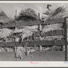 Threshing wheat on Beerman's ranch at Emblem, Wyoming. He has about 160 acres (quarter section), about forty-three in wheat, the rest in oats, beans, and alfalfa. This year he is getting between fifty-five and sixty bushels per acre, whereas ordinarily he