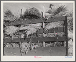 Threshing wheat on Beerman's ranch at Emblem, Wyoming. He has about 160 acres (quarter section), about forty-three in wheat, the rest in oats, beans, and alfalfa. This year he is getting between fifty-five and sixty bushels per acre, whereas ordinarily he