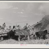 Threshing wheat on Beerman's ranch at Emblem, Wyoming. He has about 160 acres (quarter section), about forty-three in wheat, the rest in oats, beans, and alfalfa. This year he is getting between fifty-five and sixty bushels per acre, whereas ordinarily he