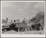 Threshing wheat on Beerman's ranch at Emblem, Wyoming. He has about 160 acres (quarter section), about forty-three in wheat, the rest in oats, beans, and alfalfa. This year he is getting between fifty-five and sixty bushels per acre, whereas ordinarily he