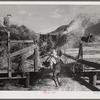 Threshing wheat on Beerman's ranch at Emblem, Wyoming. He has about 160 acres (quarter section), about forty-three in wheat, the rest in oats, beans, and alfalfa. This year he is getting between fifty-five and sixty bushels per acre, whereas ordinarily he