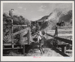 Threshing wheat on Beerman's ranch at Emblem, Wyoming. He has about 160 acres (quarter section), about forty-three in wheat, the rest in oats, beans, and alfalfa. This year he is getting between fifty-five and sixty bushels per acre, whereas ordinarily he