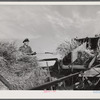 Threshing wheat on Beerman's ranch at Emblem, Wyoming. He has about 160 acres (quarter section), about forty-three in wheat, the rest in oats, beans, and alfalfa. This year he is getting between fifty-five and sixty bushels per acre, whereas ordinarily he