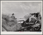 Threshing wheat on Beerman's ranch at Emblem, Wyoming. He has about 160 acres (quarter section), about forty-three in wheat, the rest in oats, beans, and alfalfa. This year he is getting between fifty-five and sixty bushels per acre, whereas ordinarily he