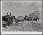 Threshing wheat on Beerman's ranch at Emblem, Wyoming. He has about 160 acres (quarter section), about forty-three in wheat, the rest in oats, beans, and alfalfa. This year he is getting between fifty-five and sixty bushels per acre, whereas ordinarily he
