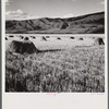 Wheat in the valley near Aspen, Colorado.