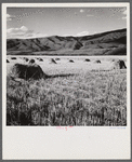 Wheat in the valley near Aspen, Colorado.