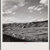 Cutting and raking hay in the valley near Aspen, Colorado.