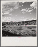 Cutting and raking hay in the valley near Aspen, Colorado.