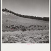 Cattle on grazing land of ranch near Granby, Colorado.