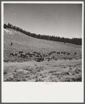 Cattle on grazing land of ranch near Granby, Colorado.