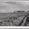 Sheep grazing on irrigated land. Scottsbluff in the background. North Platte River Valley, Nebraska.