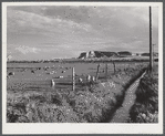 Sheep grazing on irrigated land. Scottsbluff in the background. North Platte River Valley, Nebraska.