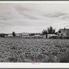 Field of sugar beets raised on Scottsbluff Farmsteads by FSA (Farm Security Administration) project families' homes. North Platte River Valley. Scottsbluff, Nebraska.