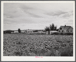 Field of sugar beets raised on Scottsbluff Farmsteads by FSA (Farm Security Administration) project families' homes. North Platte River Valley. Scottsbluff, Nebraska.
