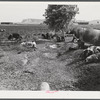 Pigs and sows in alfalfa field on Scottsbluff Farmsteads, FSA (Farm Security Administration) project. North Platte River Valley, Nebraska.