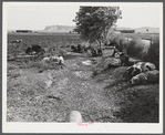Pigs and sows in alfalfa field on Scottsbluff Farmsteads, FSA (Farm Security Administration) project. North Platte River Valley, Nebraska.