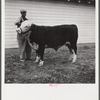 Winning Hereford steer at county fair. Mitchell, Nebraska.