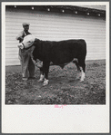 Winning Hereford steer at county fair. Mitchell, Nebraska.