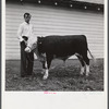 Winning Hereford steer at county fair. Mitchell, Nebraska.