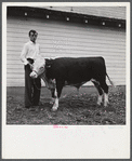Winning Hereford steer at county fair. Mitchell, Nebraska.